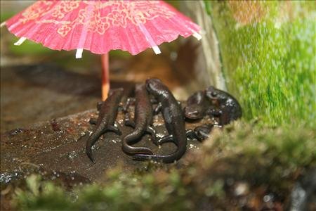 Gatherings always under the umbrellas.