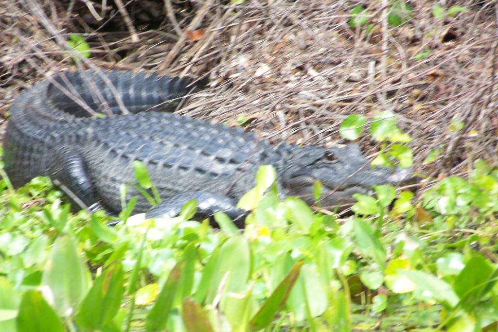 Gator