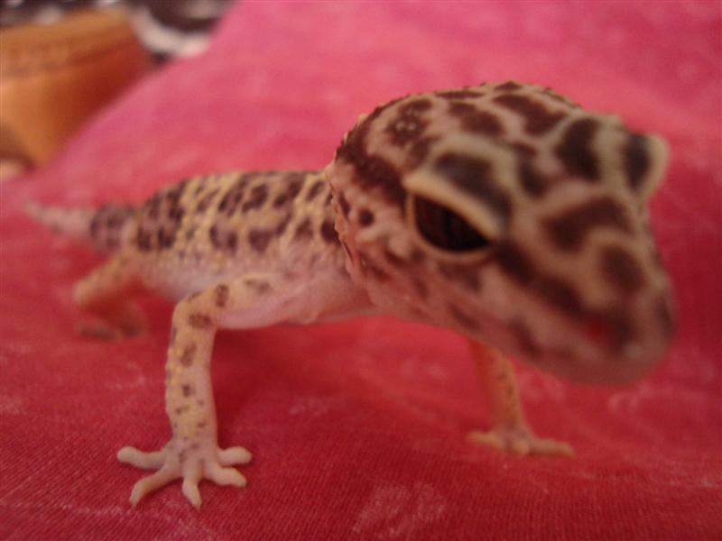 geckito!