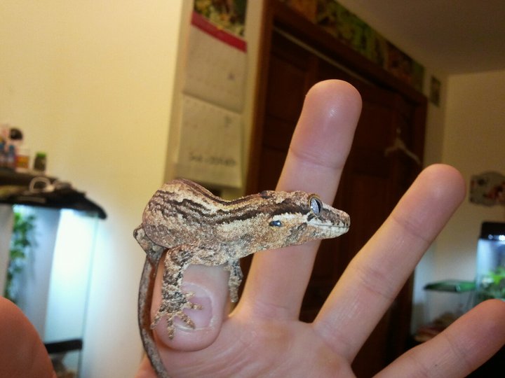 gecko