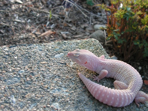gecko