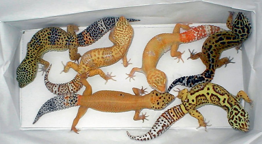 Geckos