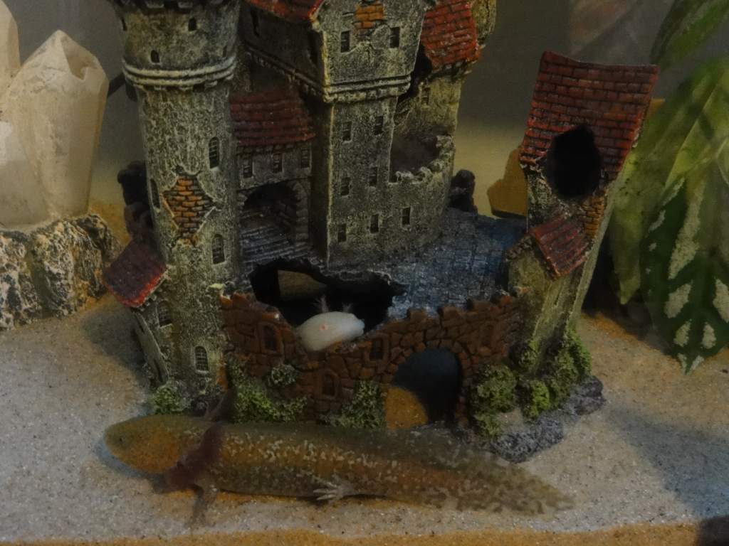 Geisha poking out of the castle =D and Gizmo