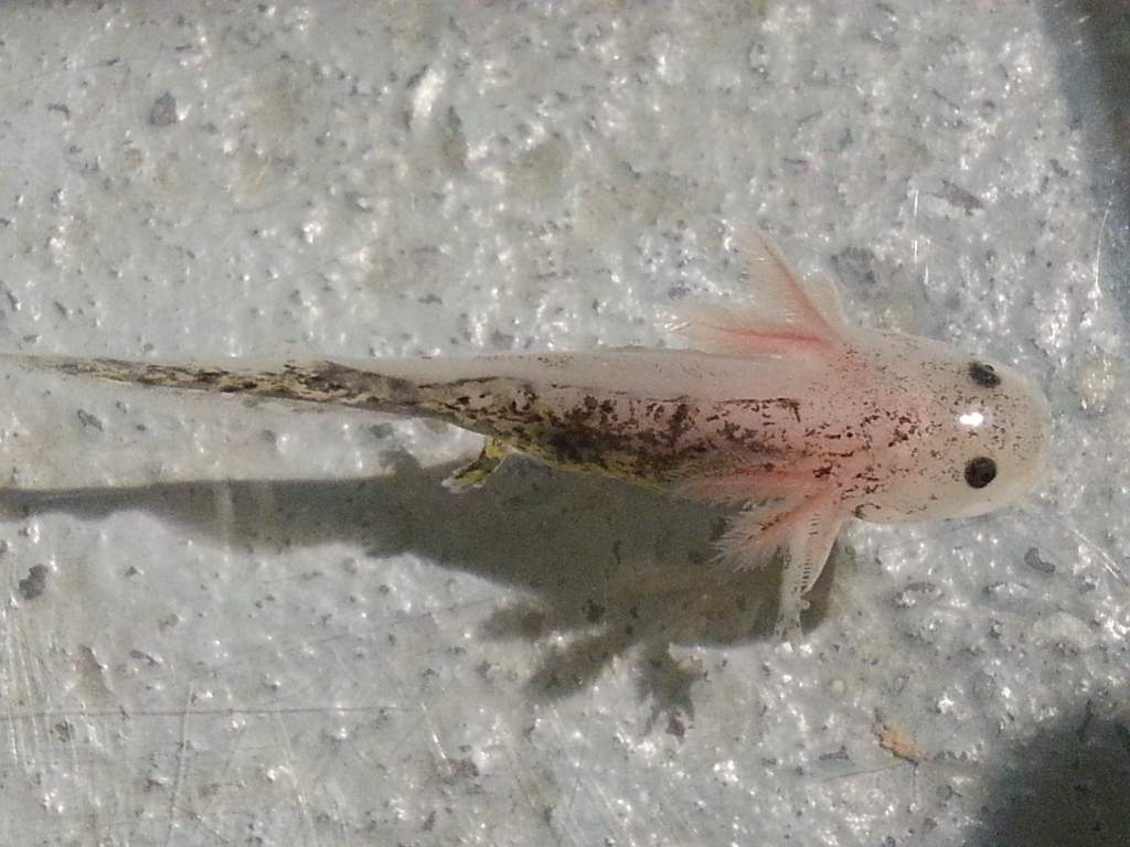 Gem the chimera Axolotl 6.25.14