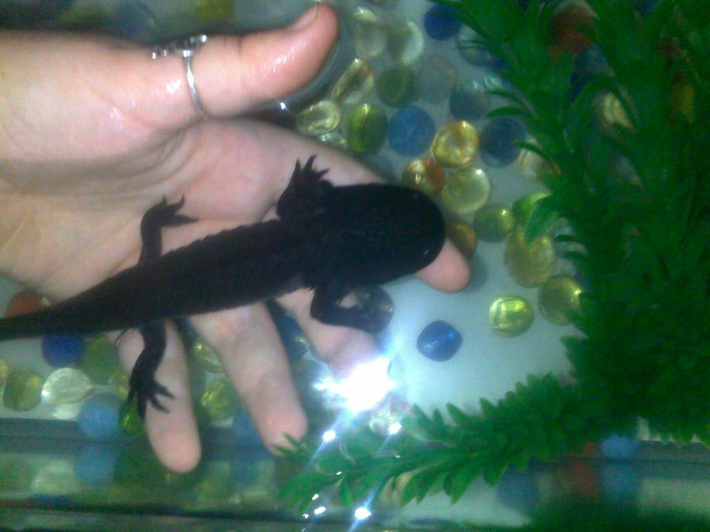 Georgina. before anyway kicks my butt for touching her I'M NOT, she is floating above my hand (she's very buoyant hehe), i took this photo to help wit