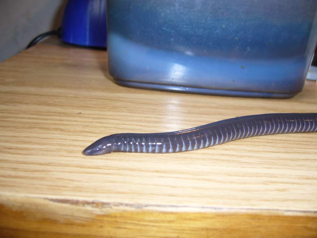 Geotrypetes seraphini - possibly female (origin, age unknown)