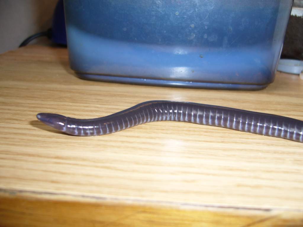 Geotrypetes seraphini - possibly male (origin, age unknown)