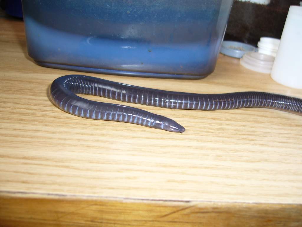 Geotrypetes seraphini - the same specimen