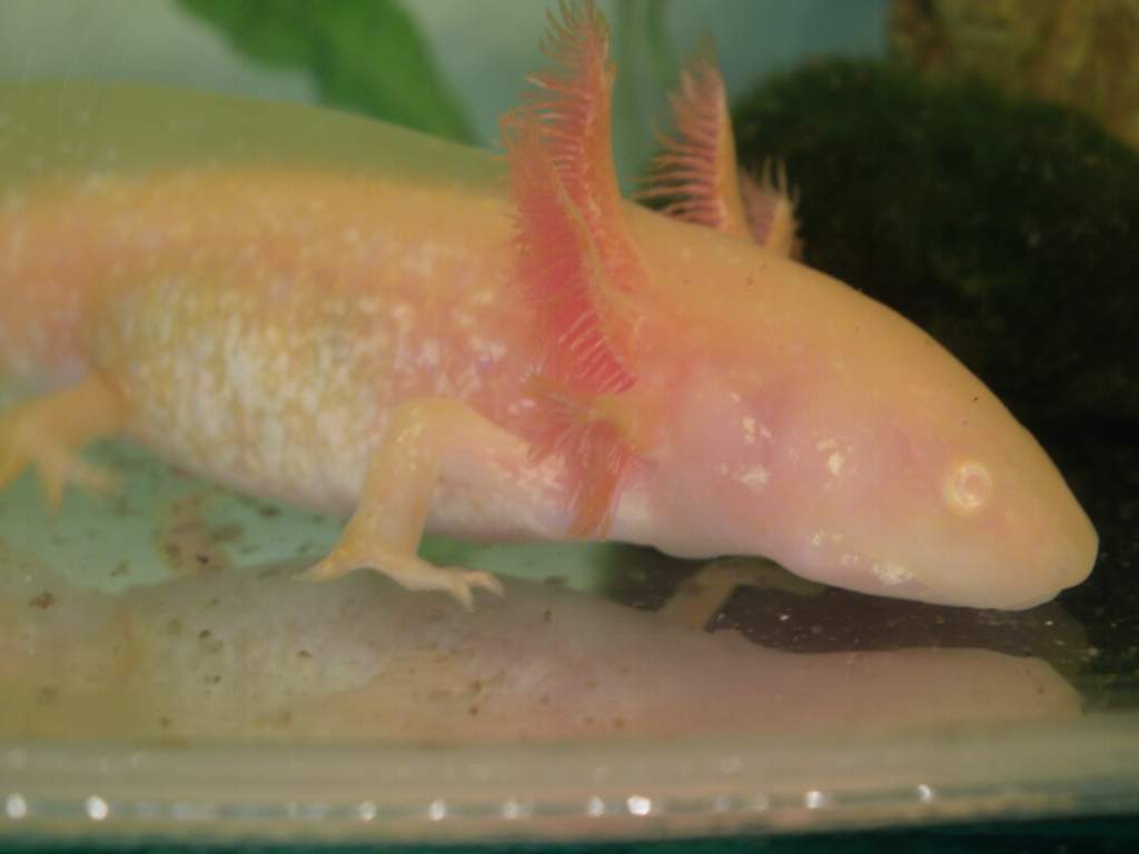 Getting a bit older now :3 -Lex-