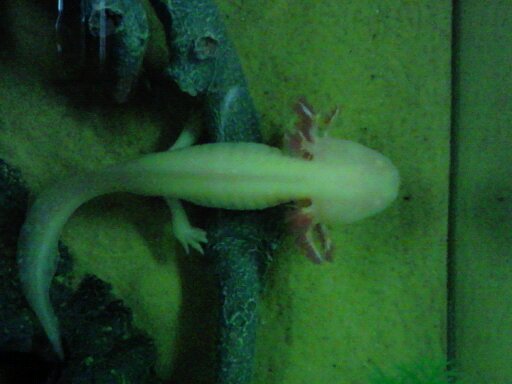 getting abit fatter