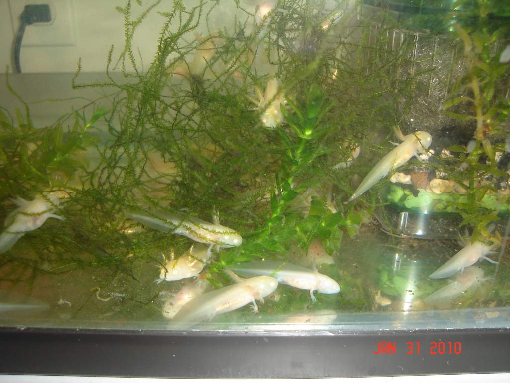 Gfp female/Albino male (they don't glow, not sure what to call them now) maybe just cute?