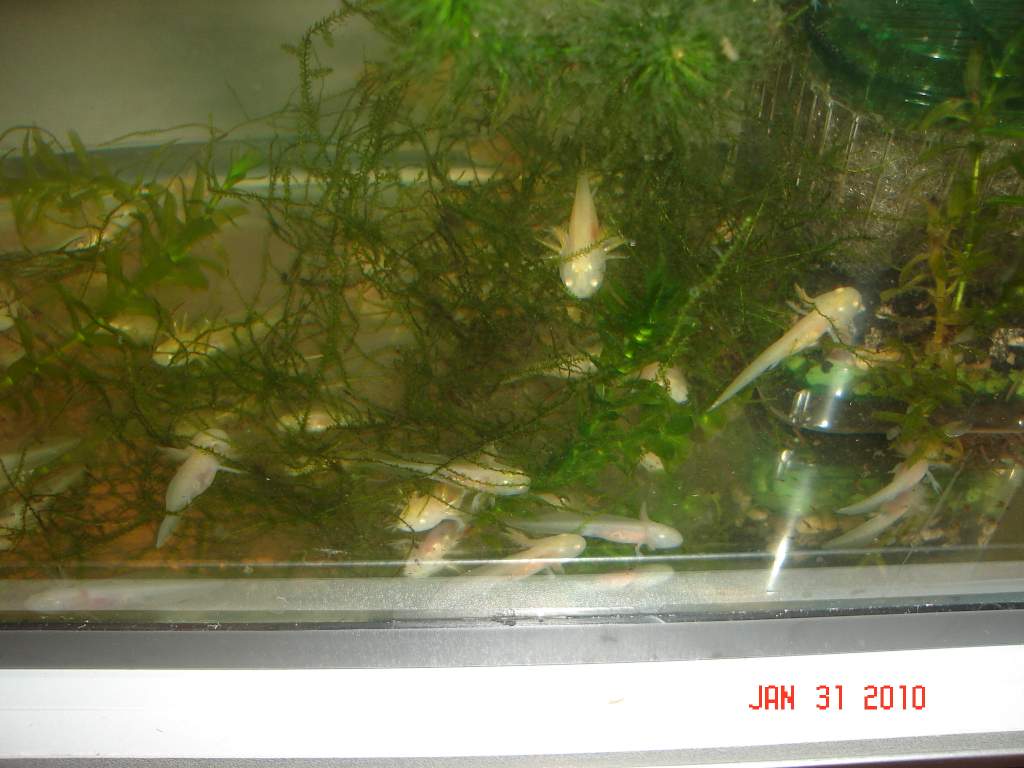 Gfp female/ Albino male