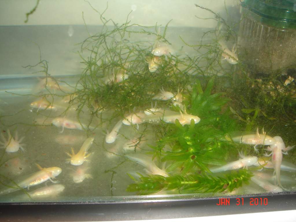 Gfp female/ Albino male