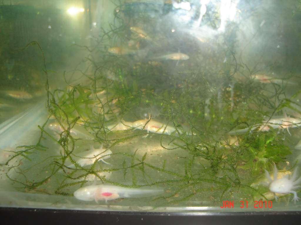 Gfp female/ Albino male