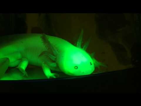 GFP green Axolotl