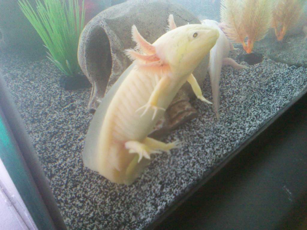 GFP Leucistic
