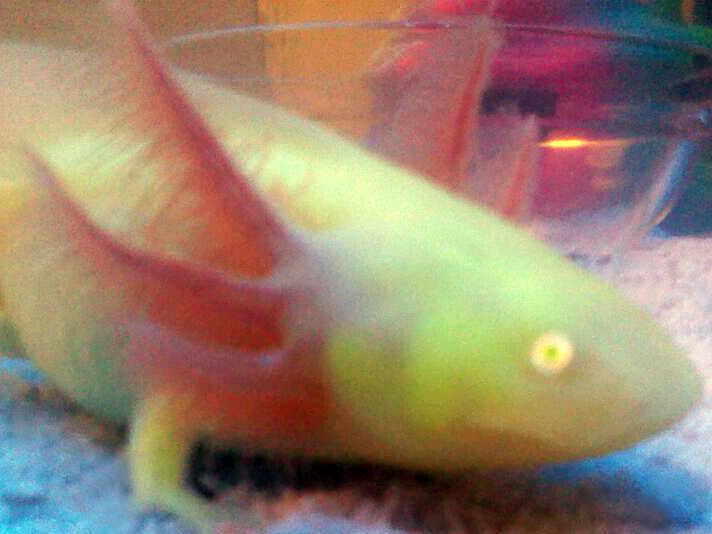 GFP White Albino