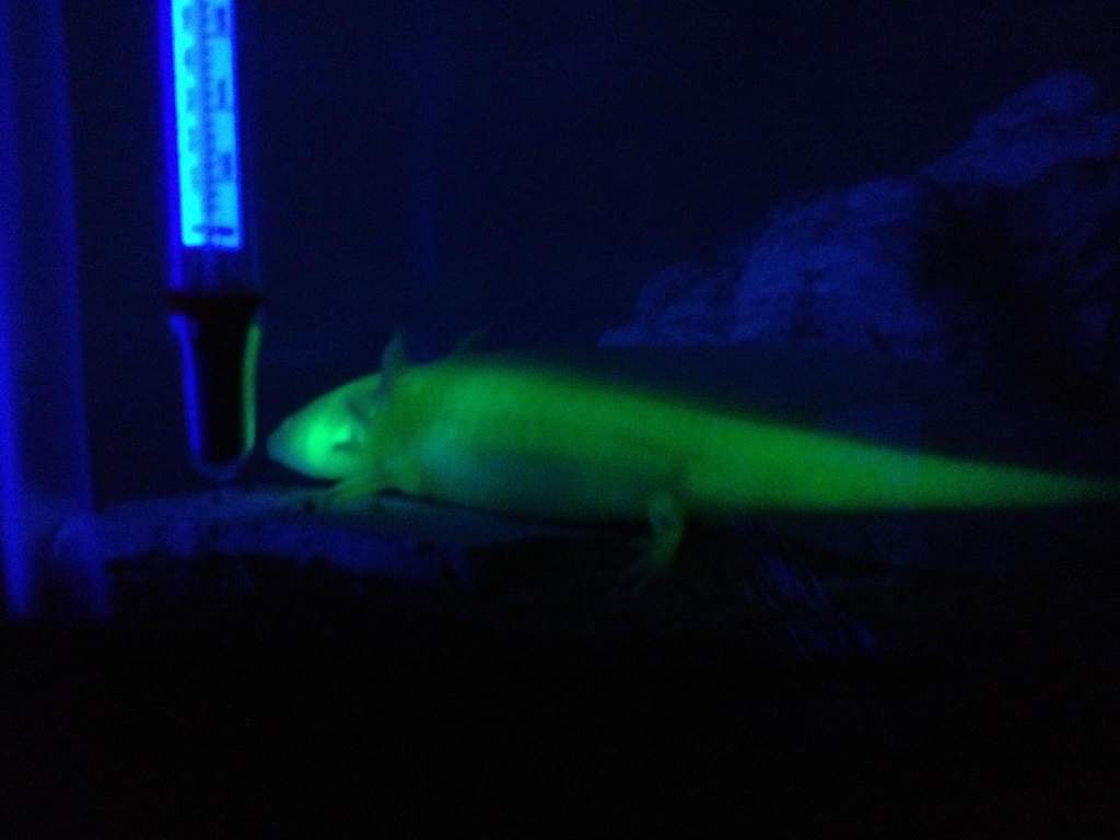 GFP