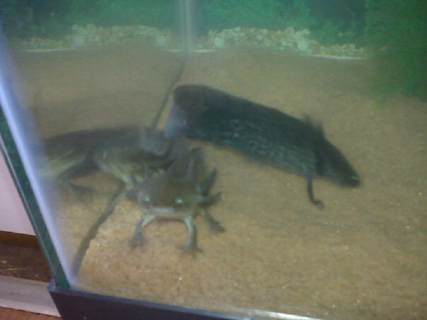 GFPs  (camera phone, bad res)