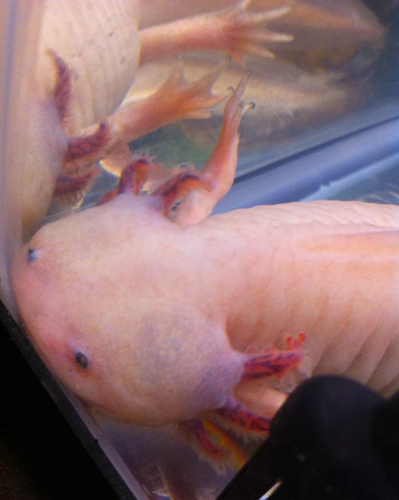 Gillbert's shrunken gills