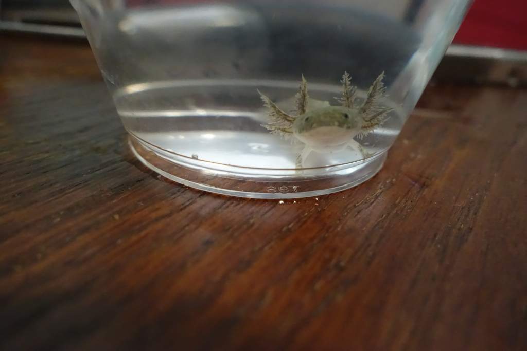 Gilligan and his extra gills
