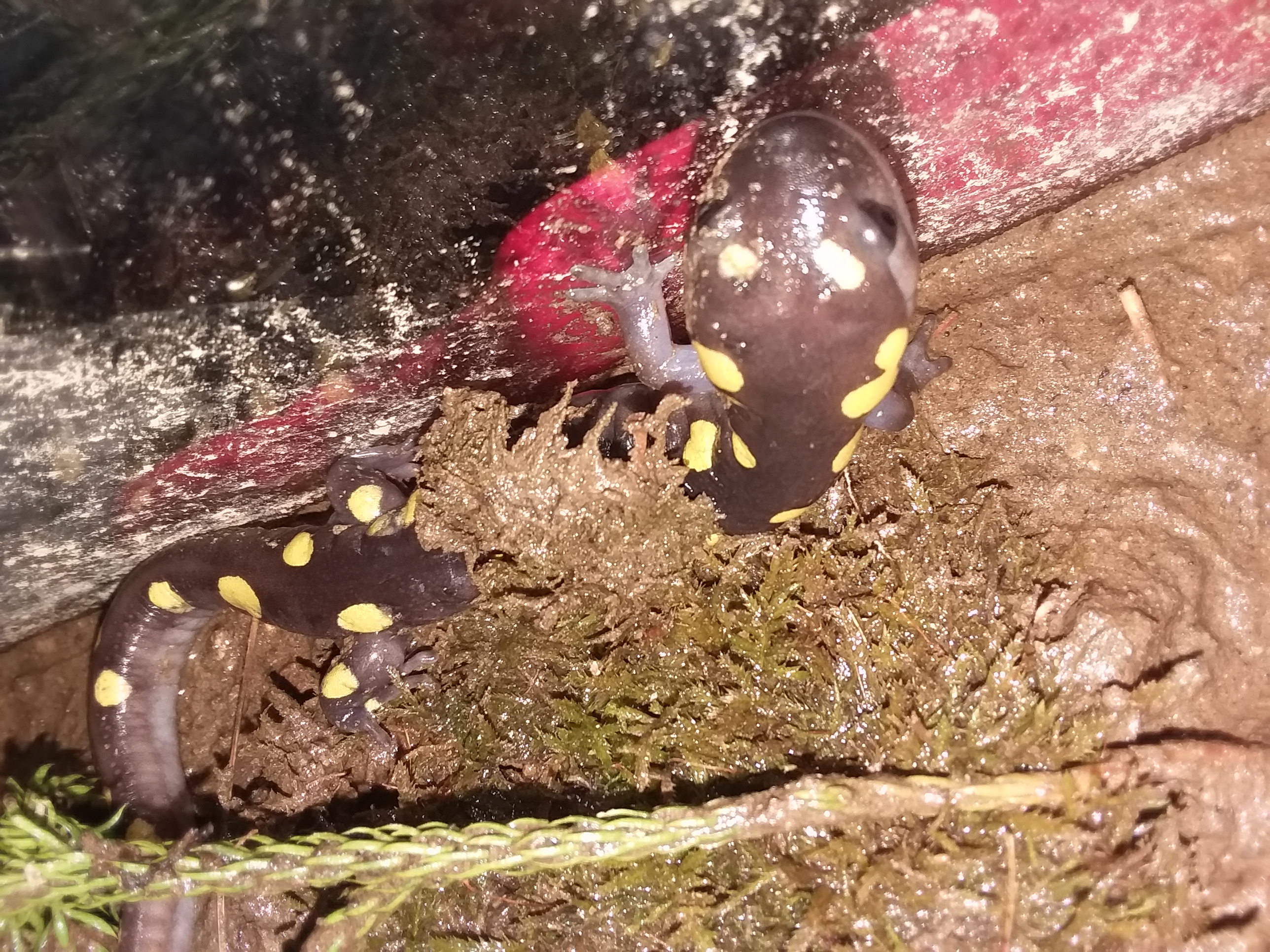 Gilligan in the tank 1