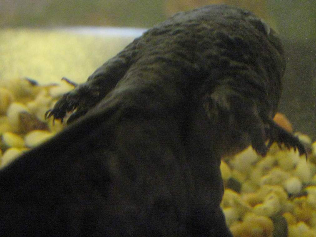 Gills 2