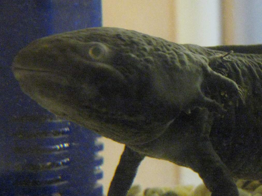 Gills 3