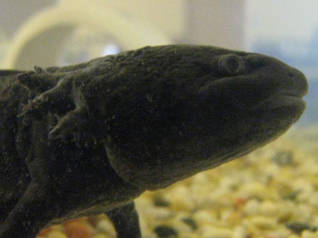 Gills 4
