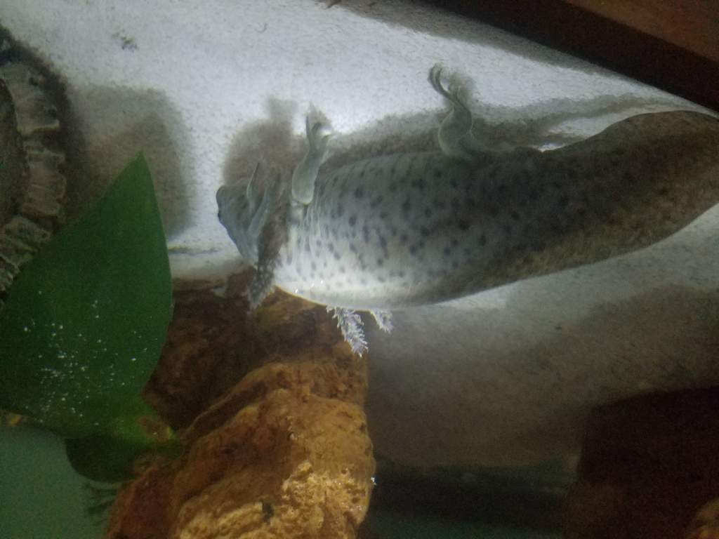 Gills are fluffing out