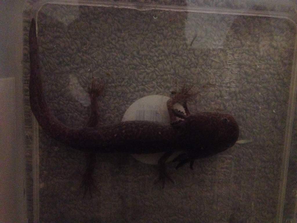 Gills are growing back!