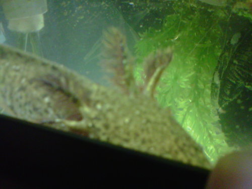 Gills