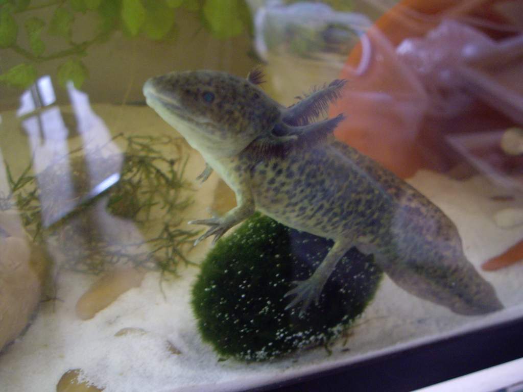 gimme another worm, please!