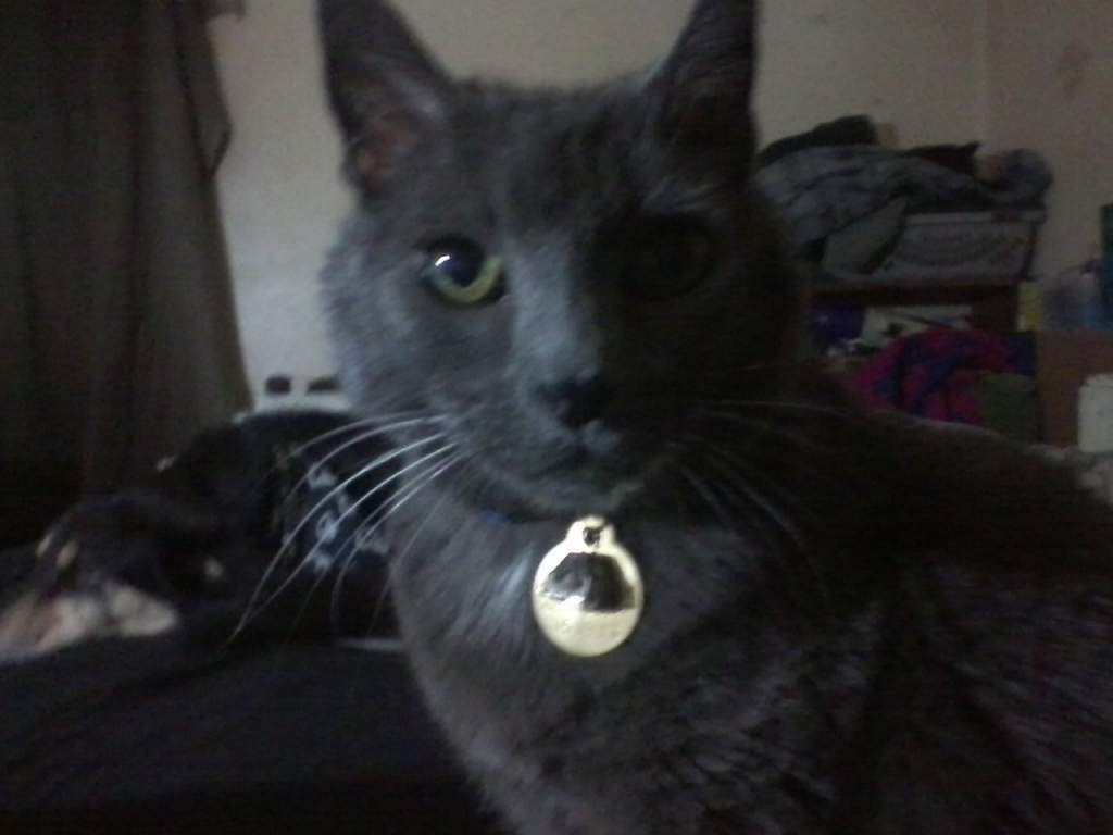 Gina, my Russian Blue that seems to always need to complain. She doesn't meow so much as squawk at people.