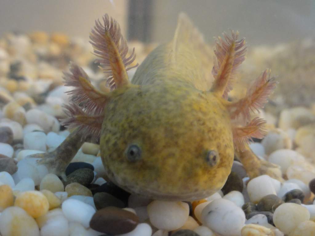 Gizmo in a staring contest with the glass..His favourite thing to do..