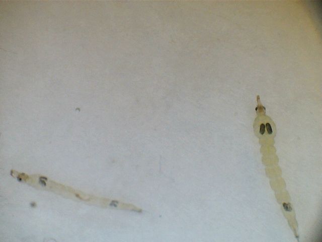 Glassworm