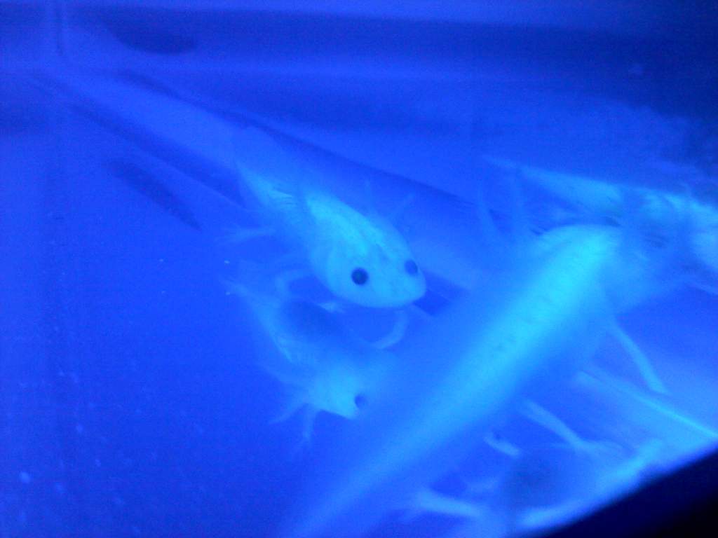 Glowing under the led.