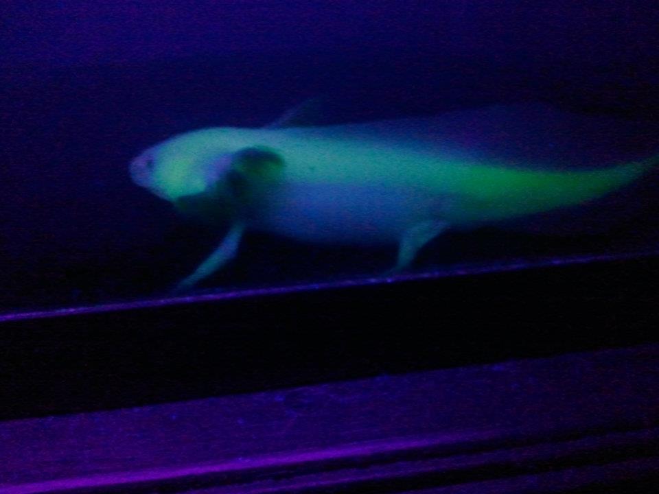 Glowstick on the hunt