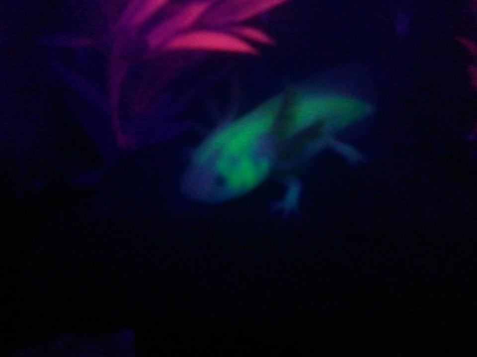 Glowstick on the hunt