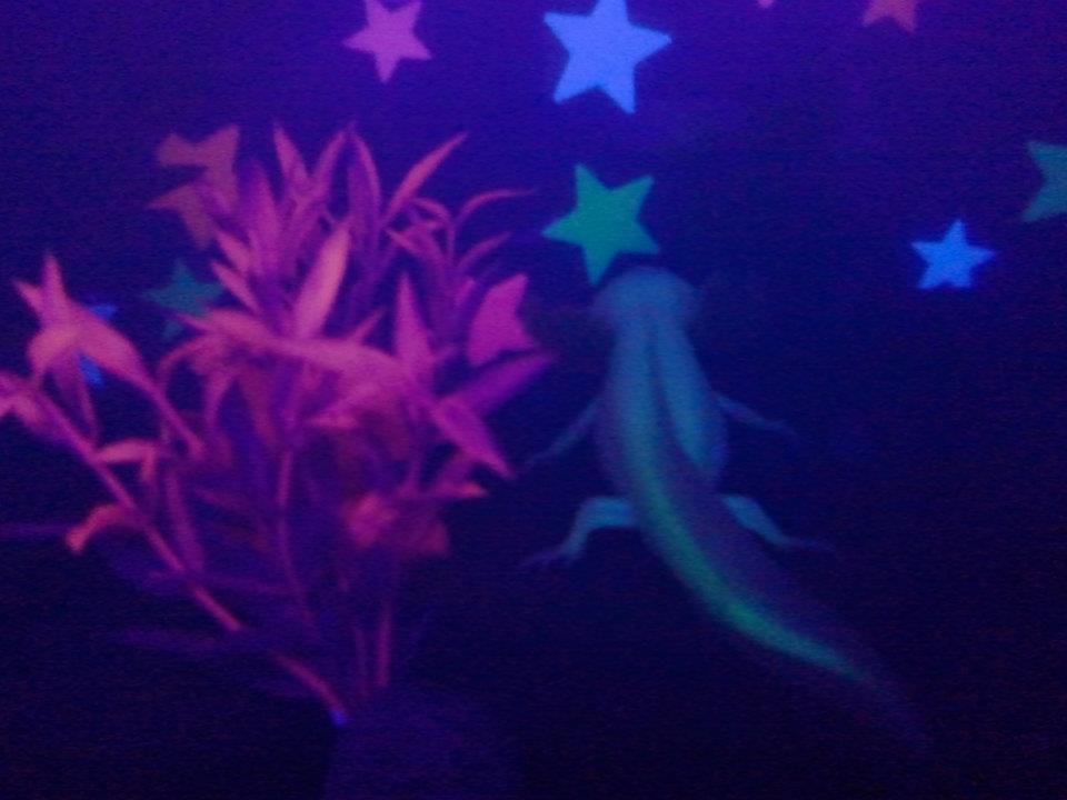 Glowstick on the hunt