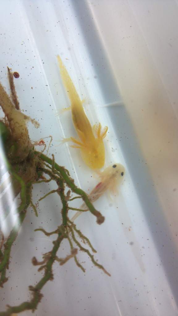 Gold albino baby