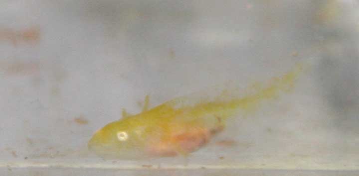 Gold albino Tiny week 2 he is very small