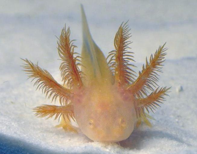 gold albino