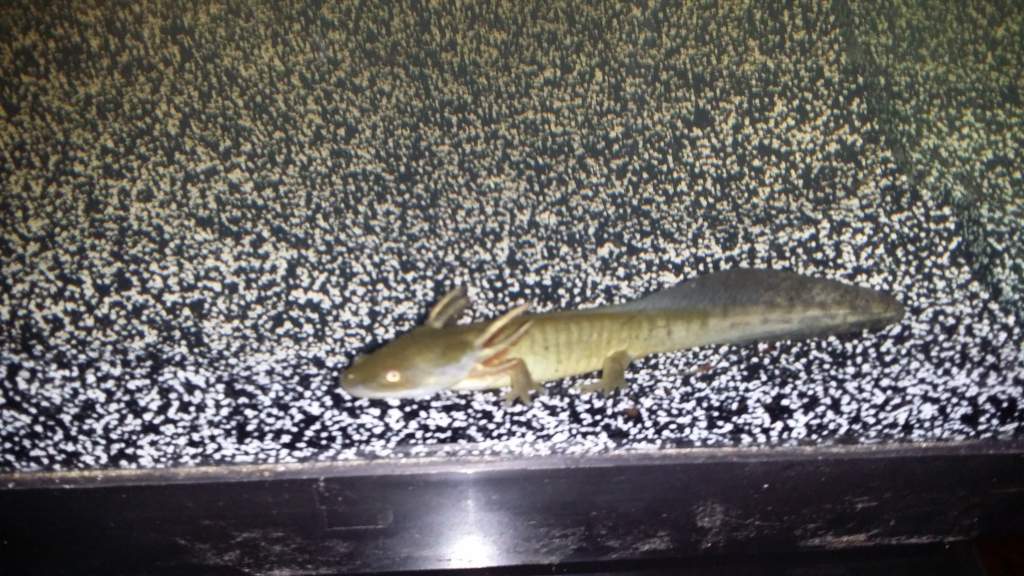 Gold or wild type axolotl from petco.
Named Mayor Goldie Wilson