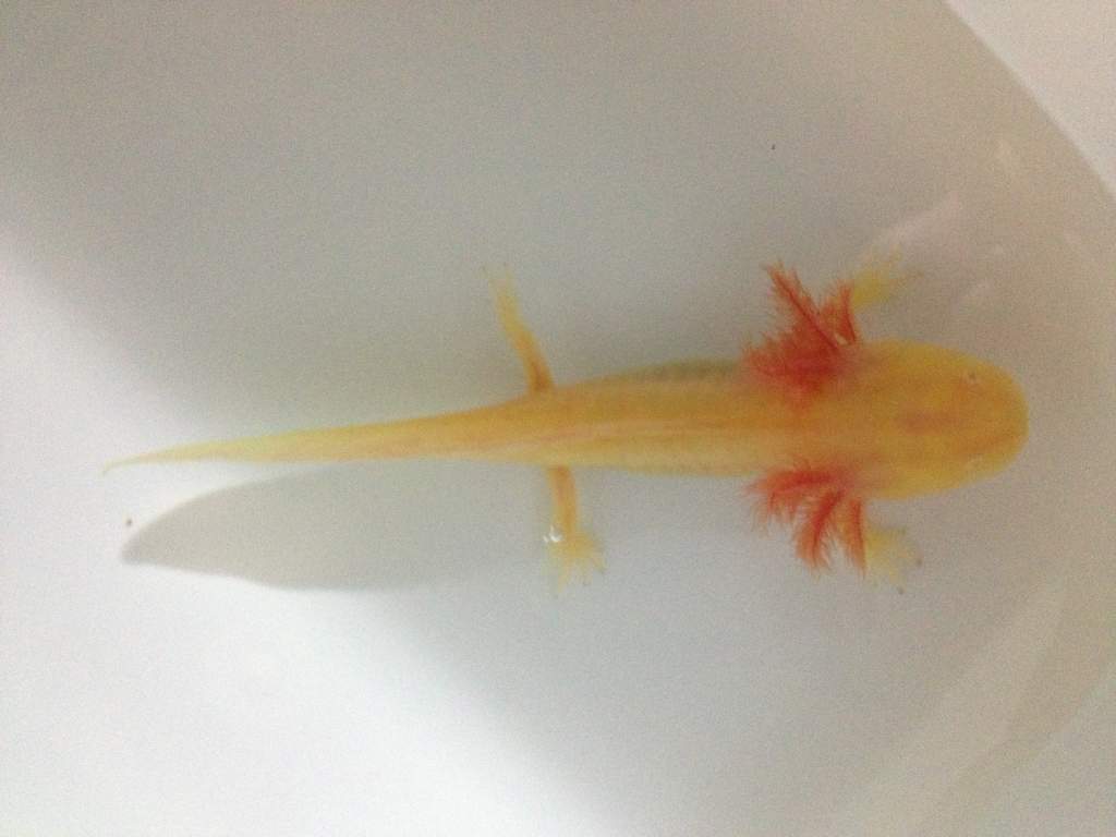 Golden albino getting bigger!!
