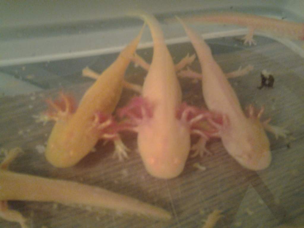 Golden albino GFP (no longer available), & 2 golden albino