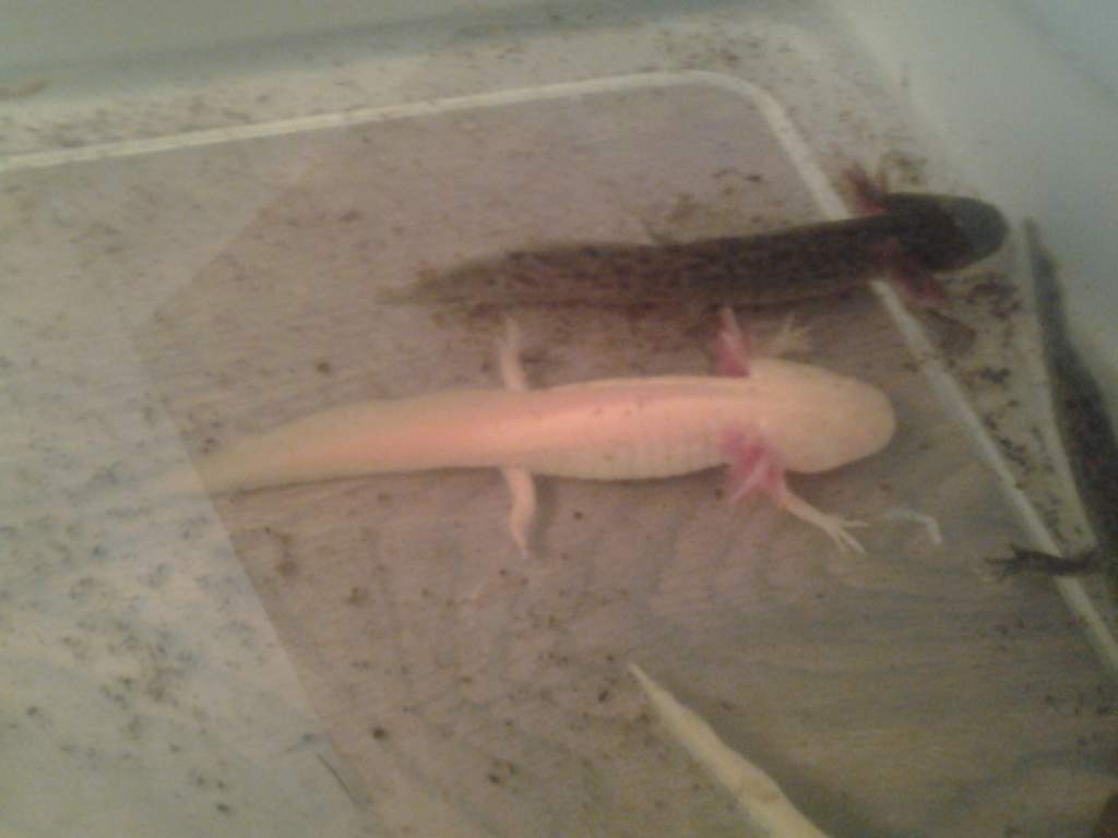 Golden Albino & Wild Type
