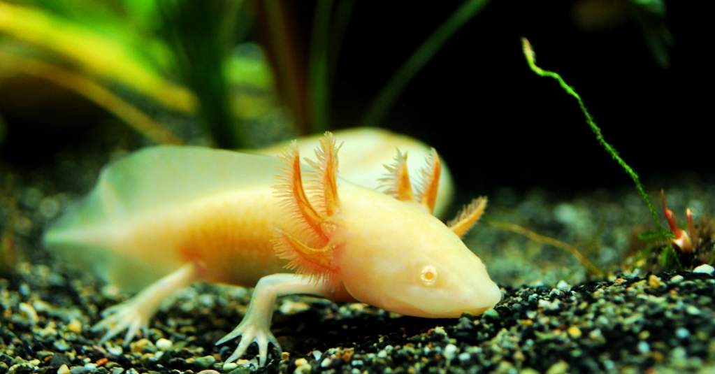 Golden Albino