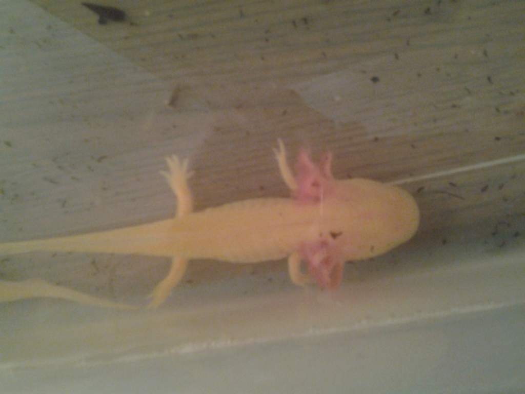 golden albino