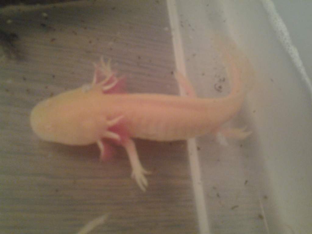 Golden Albino